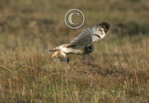 Short-eared Owl Flying with a Vole DM0921